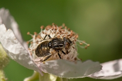 David Plant Photography - Wildlife Photography - Eristalinus sepulchralis - A