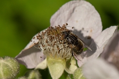 David Plant Photography - Wildlife Photography - Eristalinus sepulchralis - B