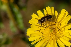 David Plant Photography - Wildlife Photography - Eristalinus sepulchralis - C