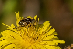David Plant Photography - Wildlife Photography - Eristalinus sepulchralis - D
