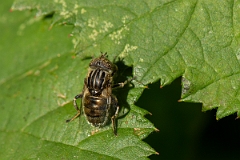David Plant Photography - Wildlife Photography - Eristalinus sepulchralis - F