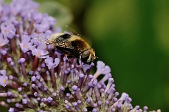 David Plant Photography - Wildlife Photography - Eristalis intricarius - A