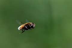 David Plant Photography - Wildlife Photography - Eristalis intricarius - D