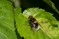 David Plant Photography - Wildlife Photography - Eristalis intricarius - F