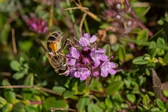 David Plant Photography - Wildlife Photography - Eristalis nemorum - A
