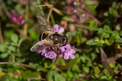 David Plant Photography - Wildlife Photography - Eristalis nemorum - B