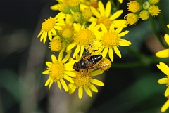 David Plant Photography - Wildlife Photography - Eristalis pertinax - A