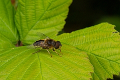 David Plant Photography - Wildlife Photography - Eristalis pertinax - B