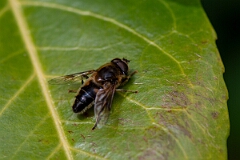 David Plant Photography - Wildlife Photography - Eristalis pertinax - D