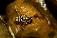 David Plant Photography - Wildlife Photography - Eupeodes corollae - C