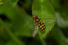 David Plant Photography - Wildlife Photography - Eupeodes luniger - A