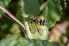 David Plant Photography - Wildlife Photography - Eupeodes nitens - A
