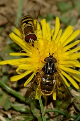 David Plant Photography - Wildlife Photography - Ferdinandea cuprea - A