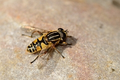David Plant Photography - Wildlife Photography - Helophilus pendulus - C