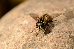 David Plant Photography - Wildlife Photography - Helophilus pendulus - D