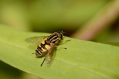 David Plant Photography - Wildlife Photography - Helophilus pendulus - E