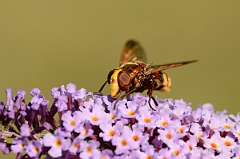 David Plant Photography - Wildlife Photography - Hornet hoverfly -Volucella zonaria - A
