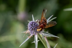 David Plant Photography - Wildlife Photography - Hornet hoverfly -Volucella zonaria - E