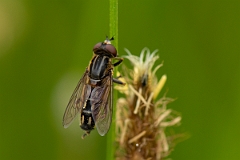 David Plant Photography - Wildlife Photography - Lejops vittatus - A