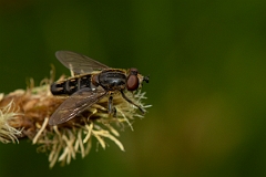 David Plant Photography - Wildlife Photography - Lejops vittatus - B