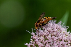 David Plant Photography - Wildlife Photography - Lesser hornet hoverfly, Volucella inanis - A