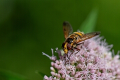David Plant Photography - Wildlife Photography - Lesser hornet hoverfly, Volucella inanis - B