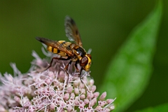 David Plant Photography - Wildlife Photography - Lesser hornet hoverfly, Volucella inanis - C