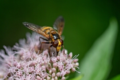 David Plant Photography - Wildlife Photography - Lesser hornet hoverfly, Volucella inanis - D