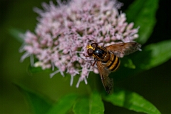 David Plant Photography - Wildlife Photography - Lesser hornet hoverfly, Volucella inanis - E