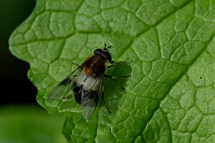David Plant Photography - Wildlife Photography - Leucozona lucorum - B