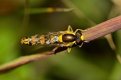 David Plant Photography - Wildlife Photography - Long Hoverfly Sphaerophoria scripta - B