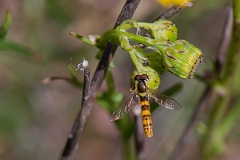 David Plant Photography - Wildlife Photography - Long Hoverfly, Sphaerophoria scripta - D