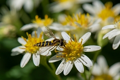 David Plant Photography - Wildlife Photography - Long Hoverfly, Sphaerophoria scripta - E