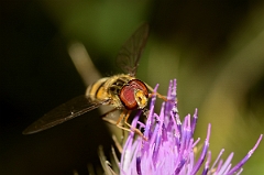 David Plant Photography - Wildlife Photography - Marmalade Hoverfly Episyrphus balteatus - A
