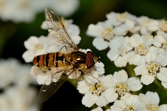 David Plant Photography - Wildlife Photography - Marmalade Hoverfly Episyrphus balteatus - B
