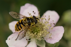David Plant Photography - Wildlife Photography - Myathropa florea - D