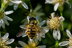 David Plant Photography - Wildlife Photography - Myathropa florea - E