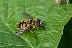 David Plant Photography - Wildlife Photography - Myathropa florea - G