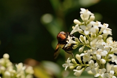 David Plant Photography - Wildlife Photography - Pellucid Hoverfly - Volucella pellucens - B