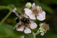 David Plant Photography - Wildlife Photography - Pellucid Hoverfly, Volucella pellucens - C