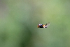 David Plant Photography - Wildlife Photography - Pellucid Hoverfly, Volucella pellucens - D