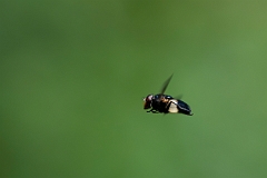 David Plant Photography - Wildlife Photography - Pellucid Hoverfly, Volucella pellucens - E