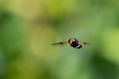 David Plant Photography - Wildlife Photography - Pellucid Hoverfly, Volucella pellucens - F