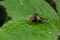 David Plant Photography - Wildlife Photography - Pellucid Hoverfly, Volucella pellucens - G