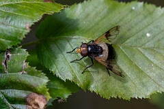 David Plant Photography - Wildlife Photography - Pellucid Hoverfly, Volucella pellucens - H