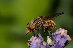 David Plant Photography - Wildlife Photography - Rhingia campestris - A