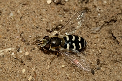 David Plant Photography - Wildlife Photography - Scaeva pyrastri - B