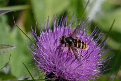 David Plant Photography - Wildlife Photography - Sericomyia silentis - D