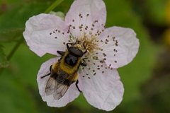 David Plant Photography - Wildlife Photography - Volucella bombylans - A