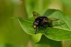 David Plant Photography - Wildlife Photography - Volucella bombylans - B